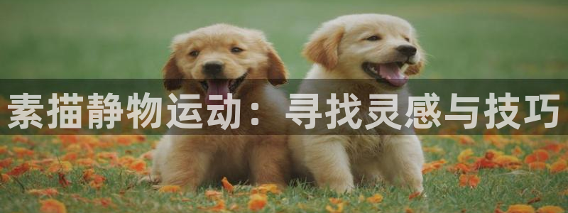 熊猫体育娱乐下载：素描静物运动：寻找灵感与技巧